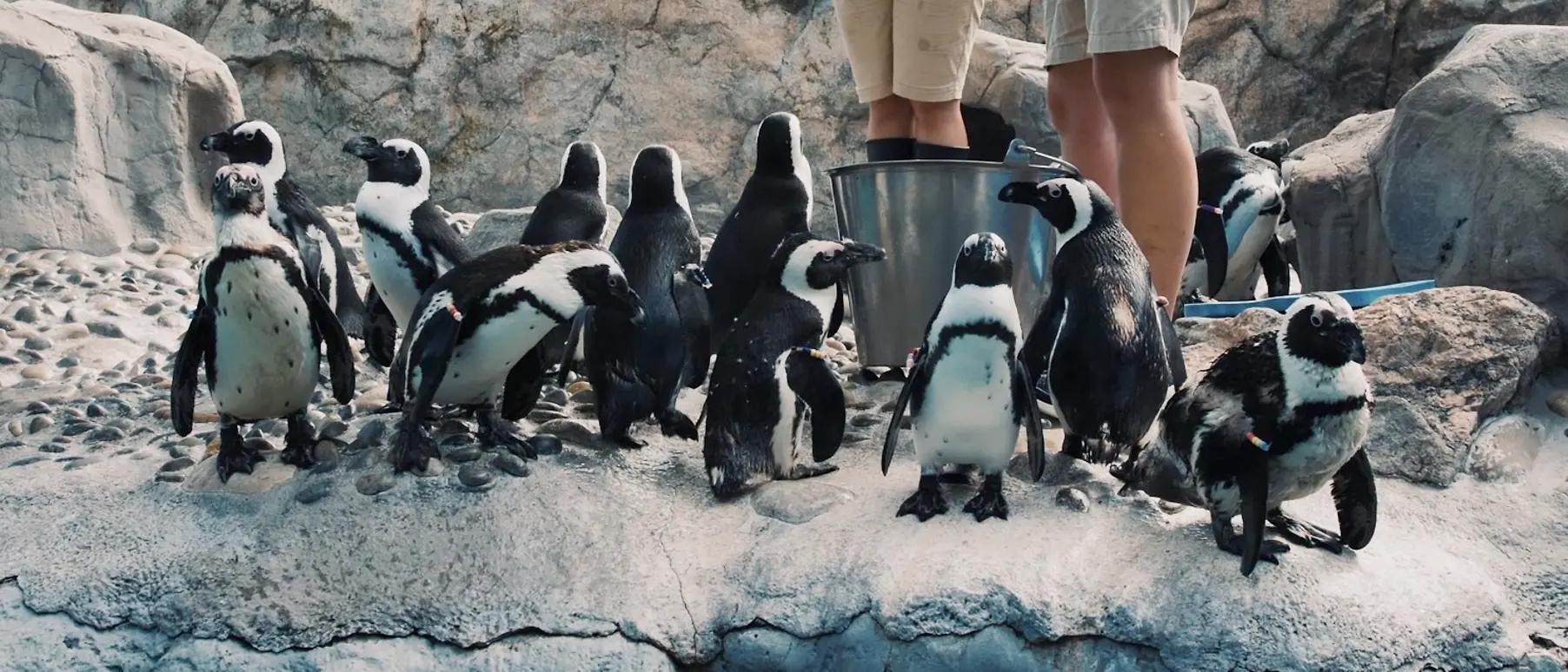 The LOCTITE® team used its adhesive technologies and the power of 3D printing to create a boot Purps the penguin could feel comfortable in