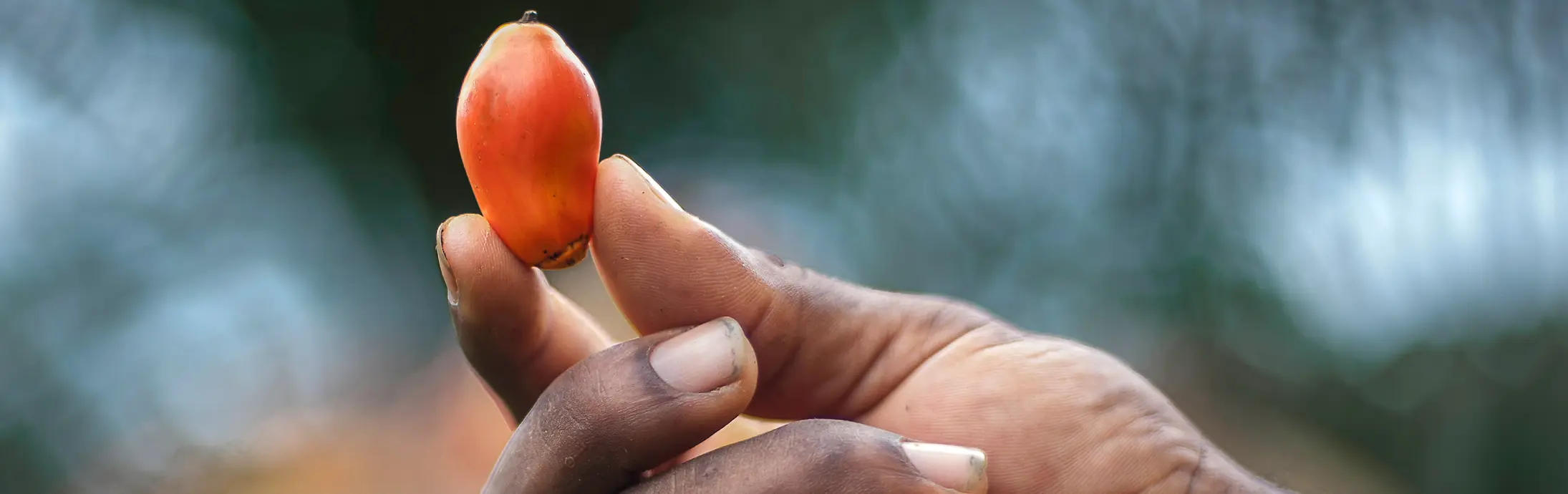 Fresh palm fruit held between fingertips with natural light highlighting its smooth surface.