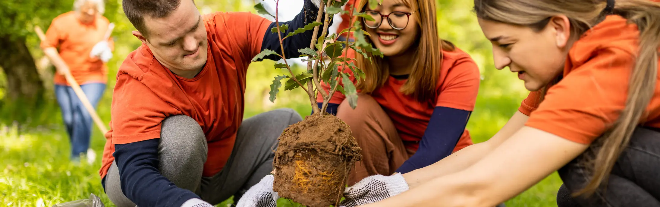 Several people working together outdoors to plant a young tree in a grassy, sunlit park area.