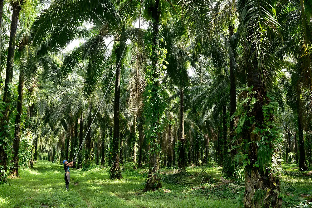 Man harvesting palm fruits in the palm forest