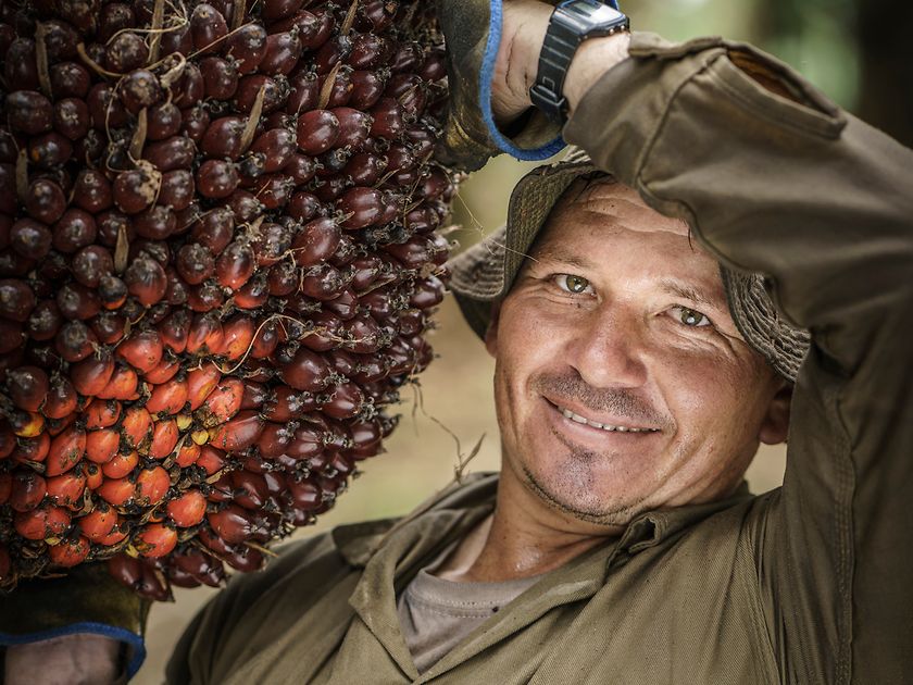 Palm oil farmer 